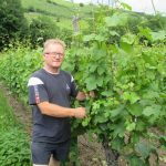 Le vignoble Erstein 25