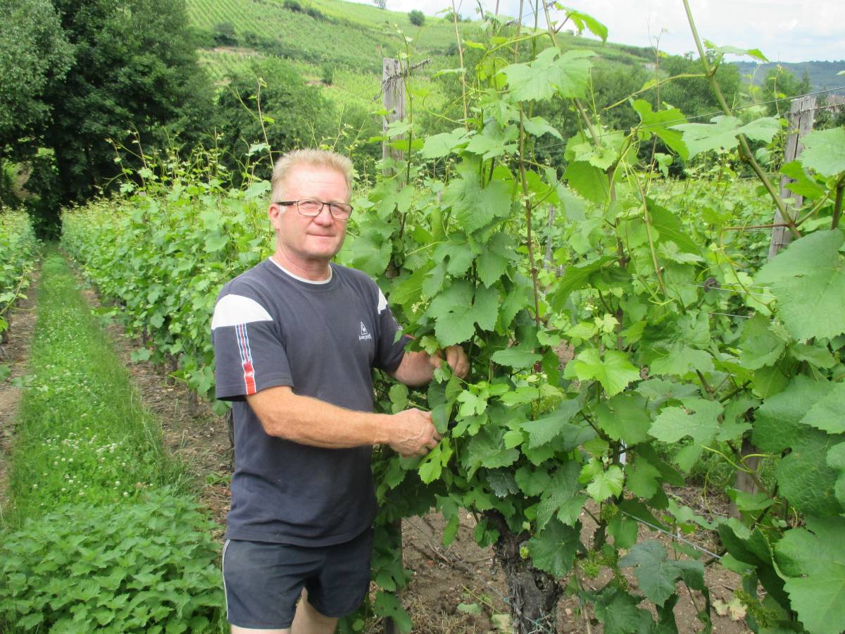 Que fait un viticulteur ? Erstein