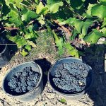 Le vignoble Rixheim 21