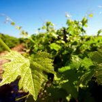 Le vignoble S&eacute;lestat 20
