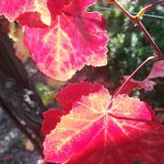 Le vignoble Kingersheim 19