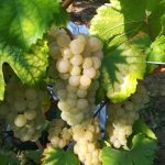 Le vignoble Mulhouse 23