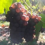 Le vignoble Cernay 18