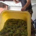 Le vignoble Wittenheim 17