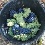 Le vignoble Riedisheim 16