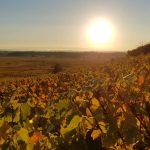 Le vignoble Colmar 26