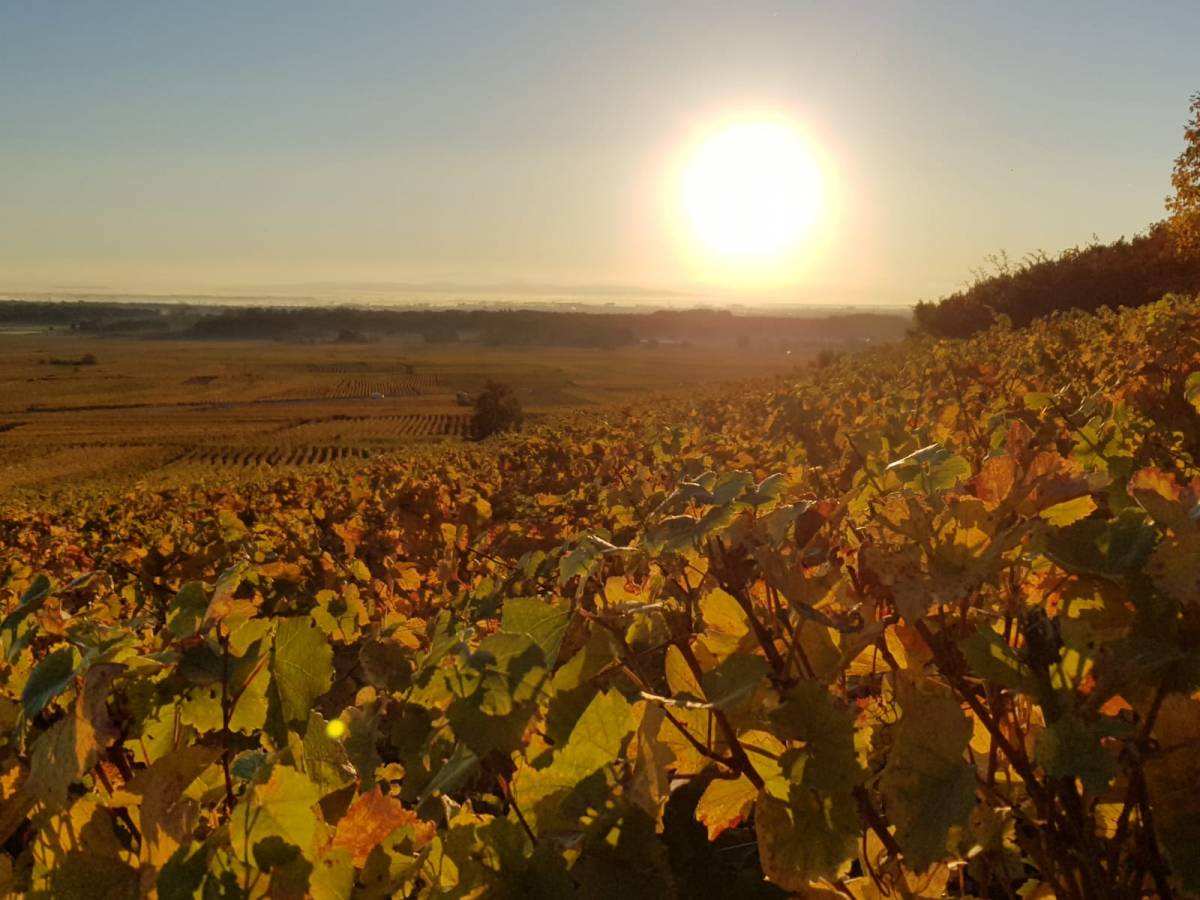 Bienvenue au domaine Jean Paul &amp; fils Simonis vins d’Alsace Cernay