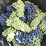 Le vignoble Erstein 13