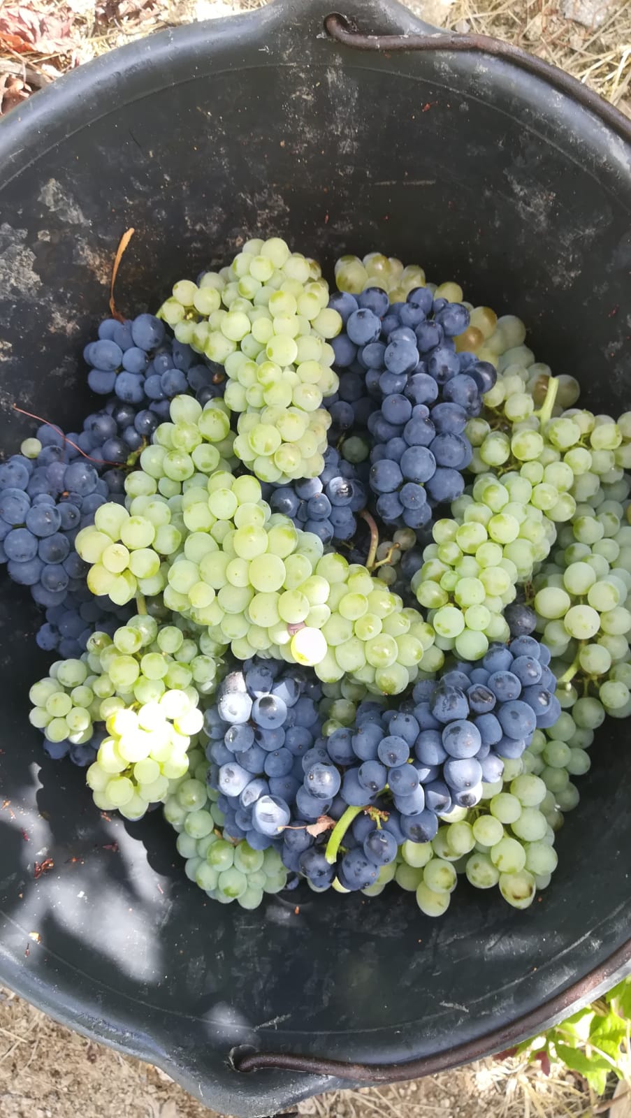 Les c&eacute;pages d&rsquo;Alsace du domaine viticole Jean-Marc Simonis &agrave; Ammerschwihr Colmar