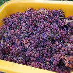 Le vignoble Illzach 15