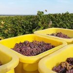 Le vignoble Colmar 14