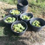Le vignoble Mulhouse 11