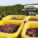 Le vignoble Guebwiller 10