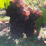 Le vignoble Cernay 6