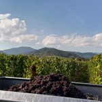 Le vignoble S&eacute;lestat 8
