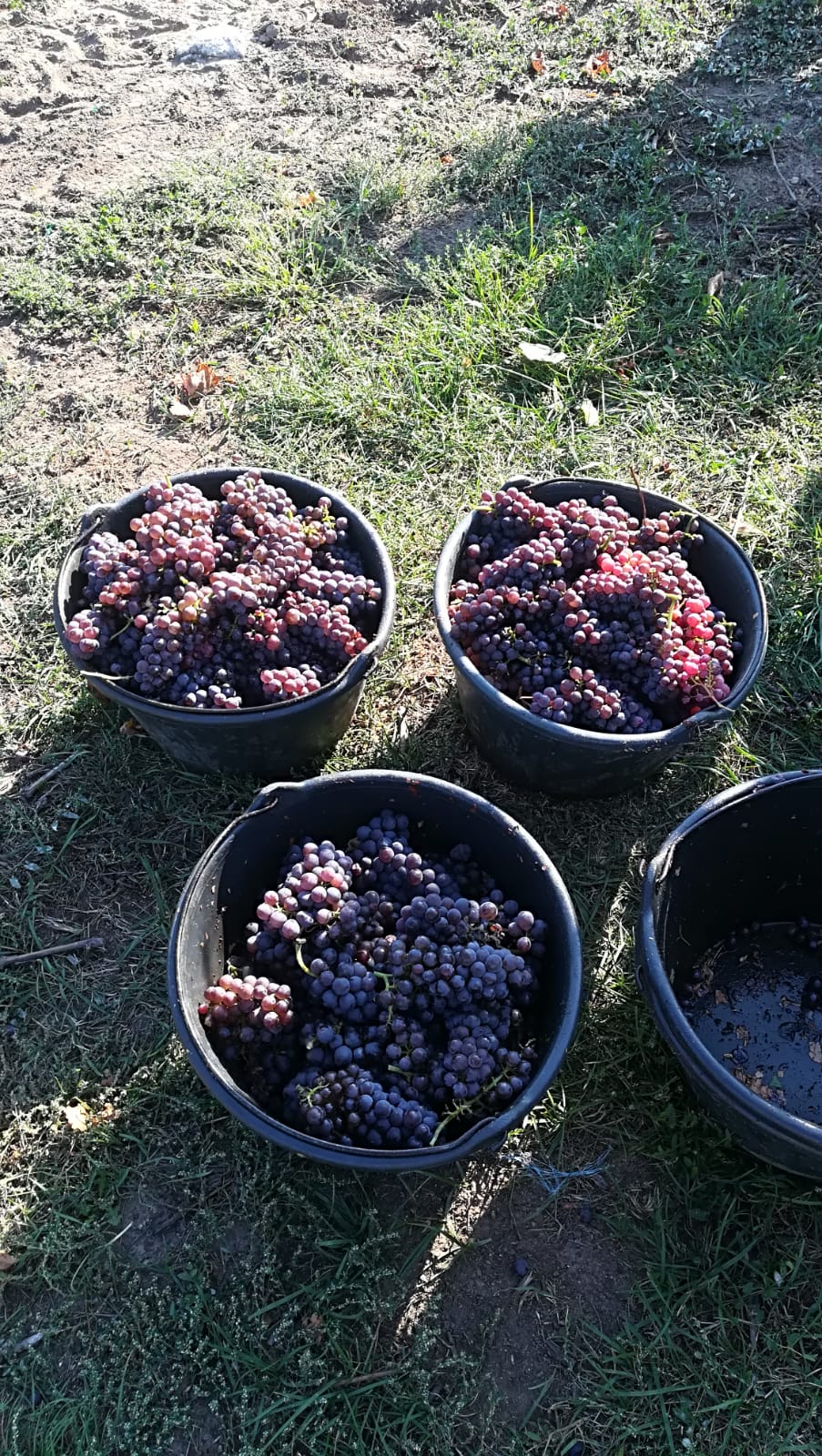 Le vignoble Saint-Di&eacute;-des-Vosges