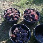 Le vignoble Wittenheim 5