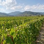 Le vignoble Riedisheim 4