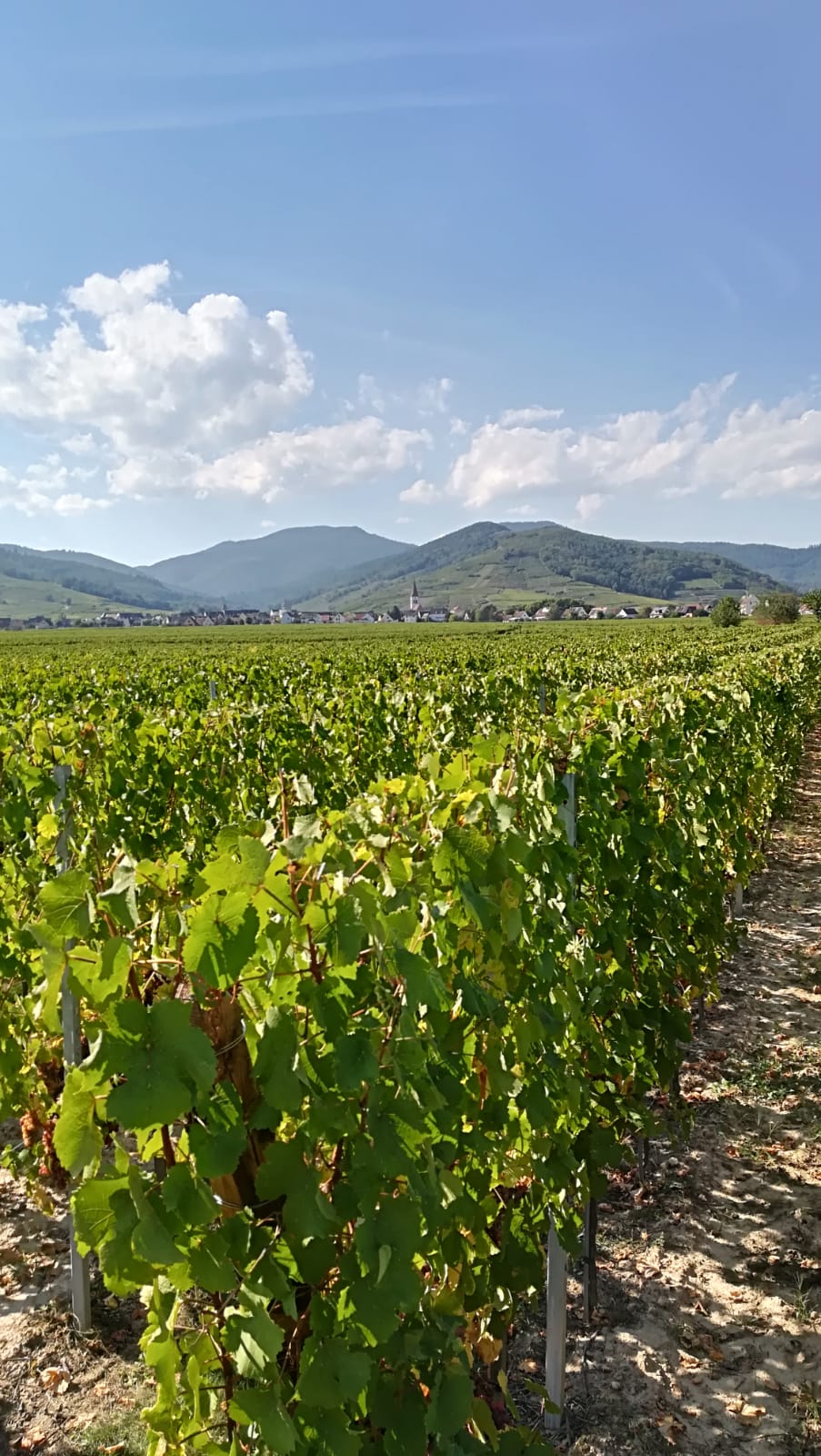 Travaux de la vigne Mulhouse 2