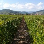 Le vignoble Illzach 3