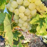 Le vignoble Colmar 2