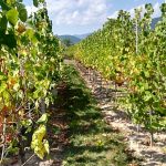 Le vignoble Saint-Di&eacute;-des-Vosges 0