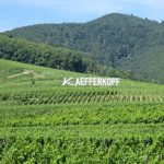 Le vignoble Erstein 1