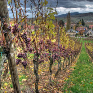 Les vendanges tardives