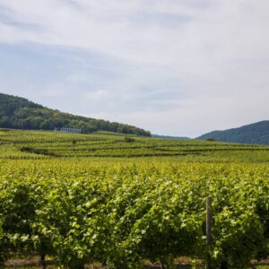 Les Vins de cépage