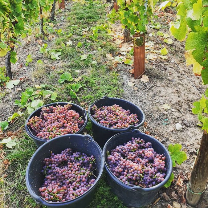 Vendanges 2020 S&eacute;lestat 6