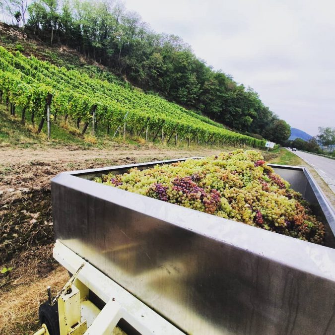 Vendanges 2020 Erstein 5