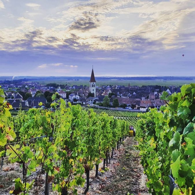 Vendanges 2020 Wittenheim 4