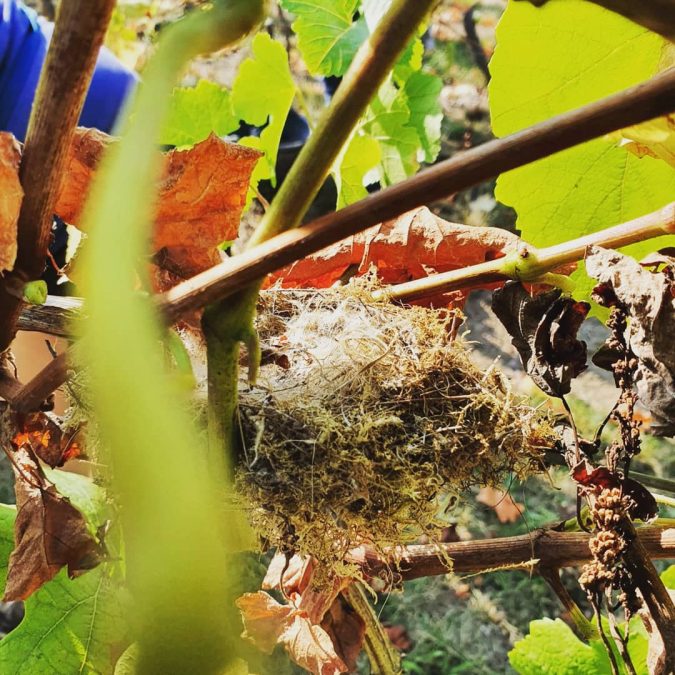 Vendanges 2020 Riedisheim 3