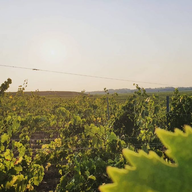 Vendanges 2020 Rixheim 2