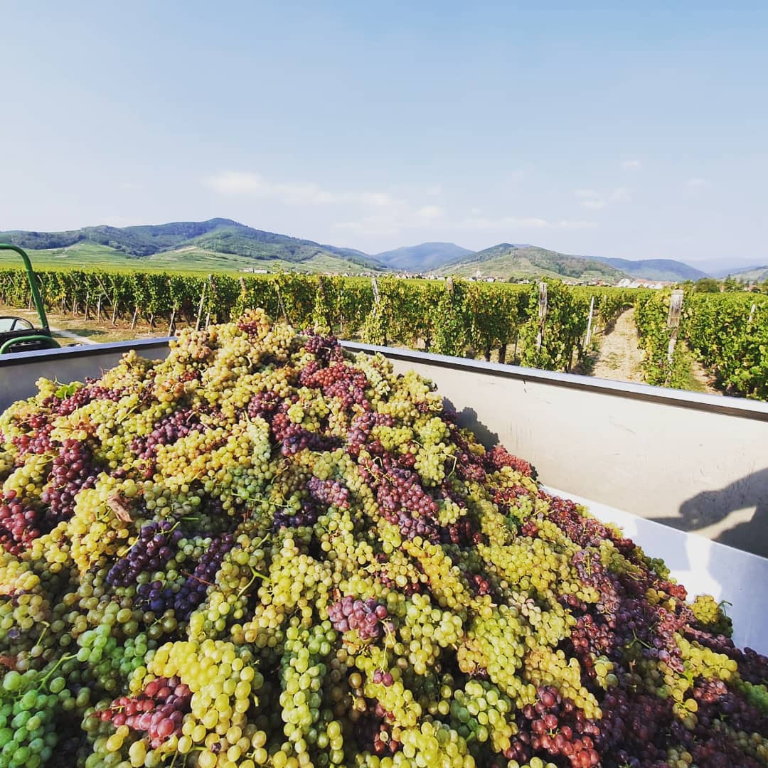 Vendanges 2020 Saint-Di&eacute;-des-Vosges