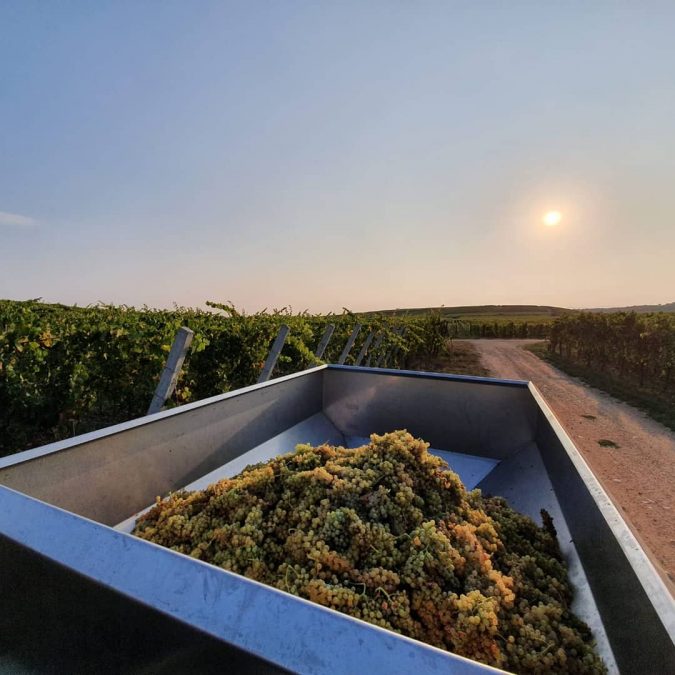 Vendanges 2020 Saint-Di&eacute;-des-Vosges 0