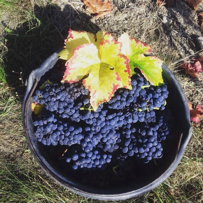Vendanges 2020 Illzach 7
