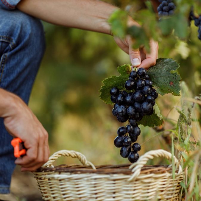 Viticulteur et vigneron : quelles diff&eacute;rences ? S&eacute;lestat
