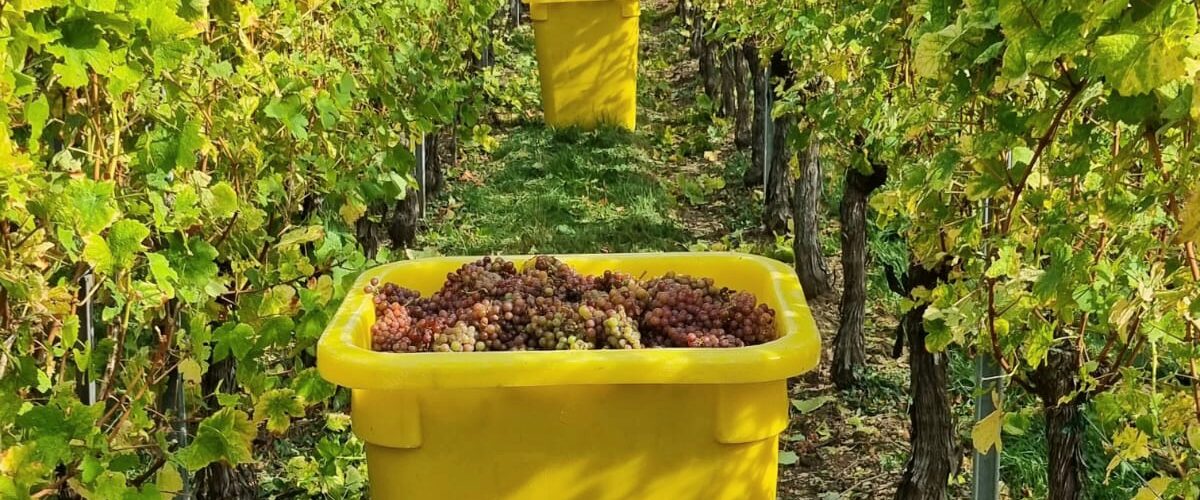 &Agrave; propos du Domaine Jean-Marc Simonis Kingersheim 1