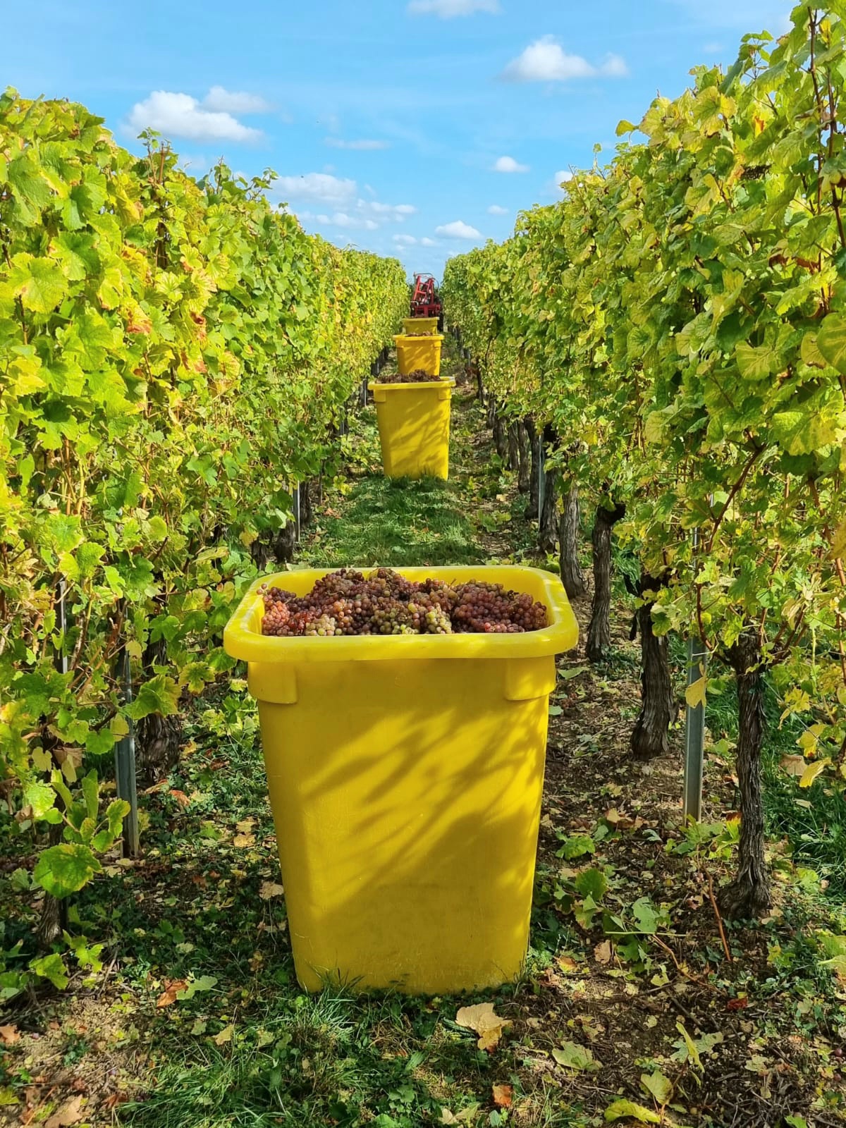 Vendanges 2023 Rixheim