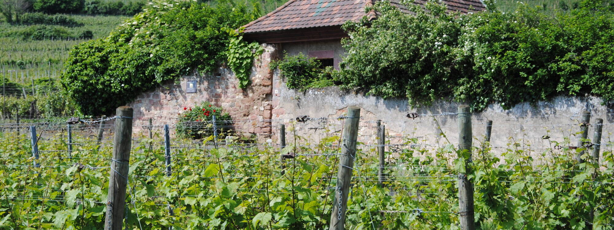 &Agrave; propos du Domaine Jean-Marc Simonis Wittenheim